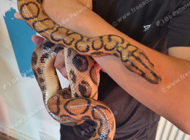Brazilian Rainbow Boa