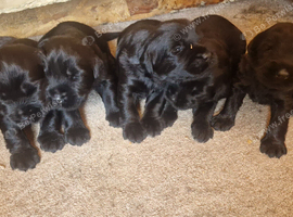 Giant schnauzer puppy's