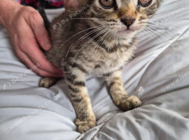 8 week old female kittens