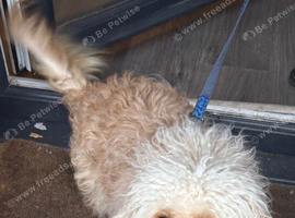 Gorgeous male cavachon