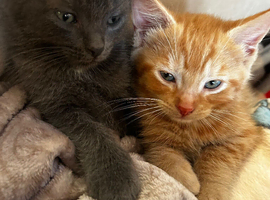 Ginger boy kitten ready to go