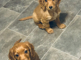 Cocker spaniel puppys