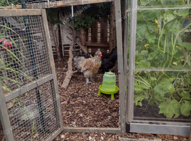 Lovely young silkie cockeral 7months old free to good home