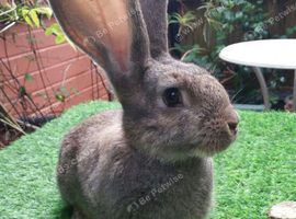PURE BRED Continental Giant kits - Vaccinated - RESERVE