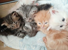 6 loively kittens