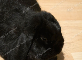 mini lop