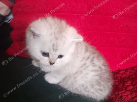 Fluffy Scottish folds