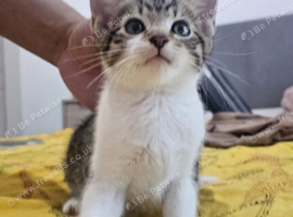 Male kitten for rehoming
