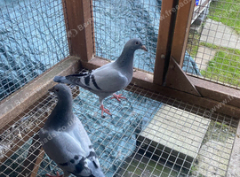 Several young birds