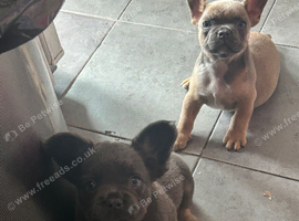 2 Beautiful Pure French Bulldog Boys