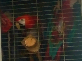 Scarlet macaw and Greenwinged macaw