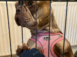 Female Merle frenchie
