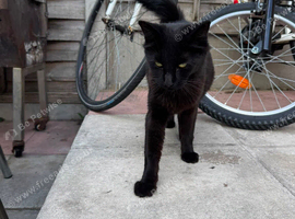 Black American bobtail