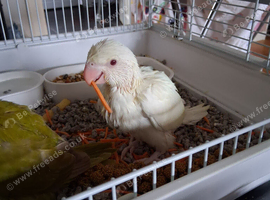 Hand reared indian ringneck