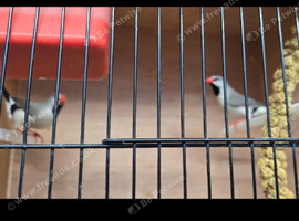 Silver hex grass finch