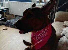 Female German Shepherd x Chinese red dog