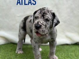 great dane puppies