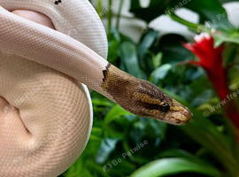 High White Black Pastel Pied Male Royal Python