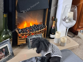 Wanted hairless chinese crested or x  for company