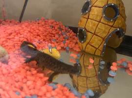 Spanish Ribbed Newts & Tank