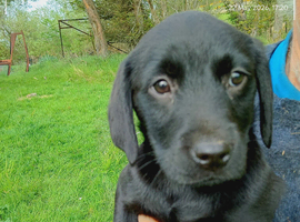 Labrador puppies
