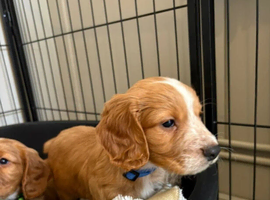 Cocker Spaniel Puppies