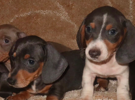 Full dachshunds