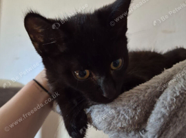 2 Beautiful Kittens Looking for Loving Home