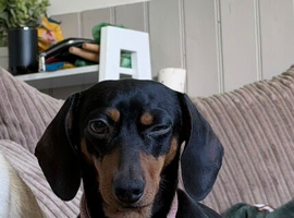 Beautiful Miniature Dachshund Available for Breeding &ndash; Winnie