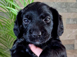 Yorkiepoo puppies
