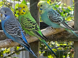 X20 Budgies for sale