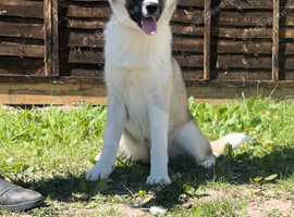 Beautiful Huskita girl