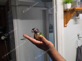 green cheek conure