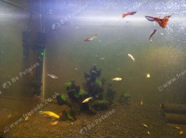 assorted guppies