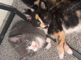 Two kittens for sale