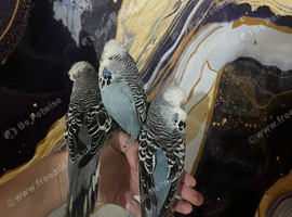 Baby hand reared budgies