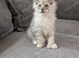 TICA Registered Maine Coon Kittens