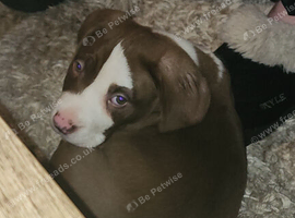1 pocket cross spaniel boy