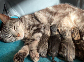 4 beautiful kittens