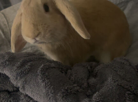 Holland lop rabbit
