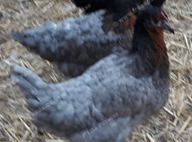 Blue bells pullets 16to18 weeks old