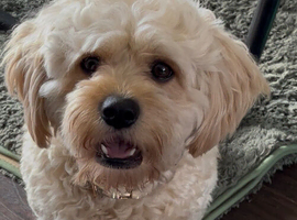 f1 cavapoo stud
