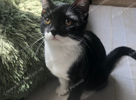 Affectionate tuxedo kitten available