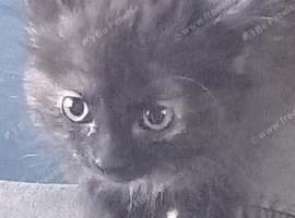2 girl kitten for sale