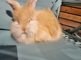 Beautiful baby angora rabbits