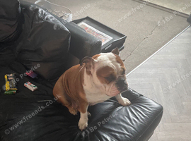 English bulldog