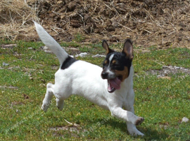 Jack russel girl