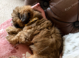 Shih Tzu girl for sale