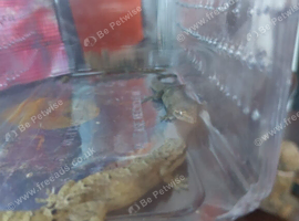 Mourning geckos