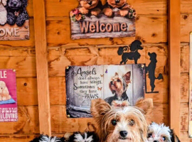 GENUINE BIEWER TERRIER PUPPIES AVAILABLE.
